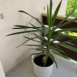 Annelise * ロイカーバード