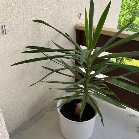 Annelise * Лейкербад