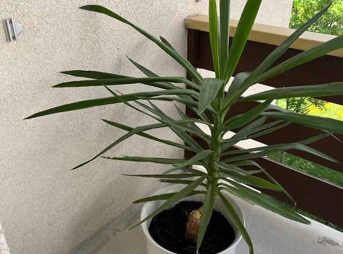 Annelise * 洛伊克巴德